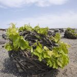 Dégustation de vins insolites à Marseille