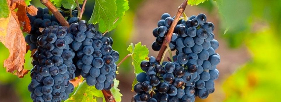 À la découverte des vins de Sardaigne