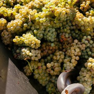 Cours d'oenologie Vins blancs Weeno Marseille